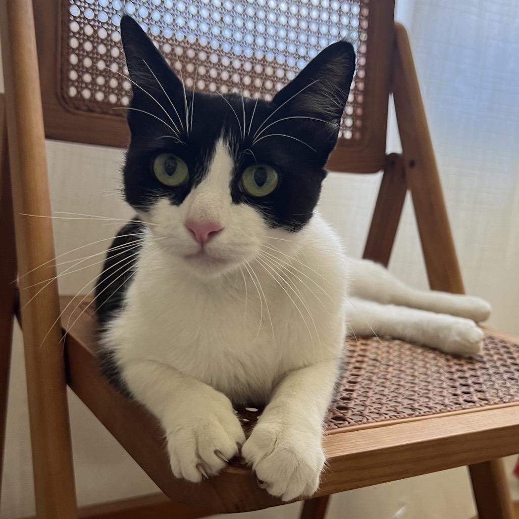 Enlarge Daenerys, a Adoptable Domestic Short Hair in Miami, FL image 3/3