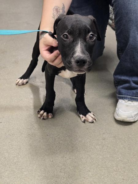Enlarge Utz, a Adoptable mixed breed in Millersville, MD image 2/2