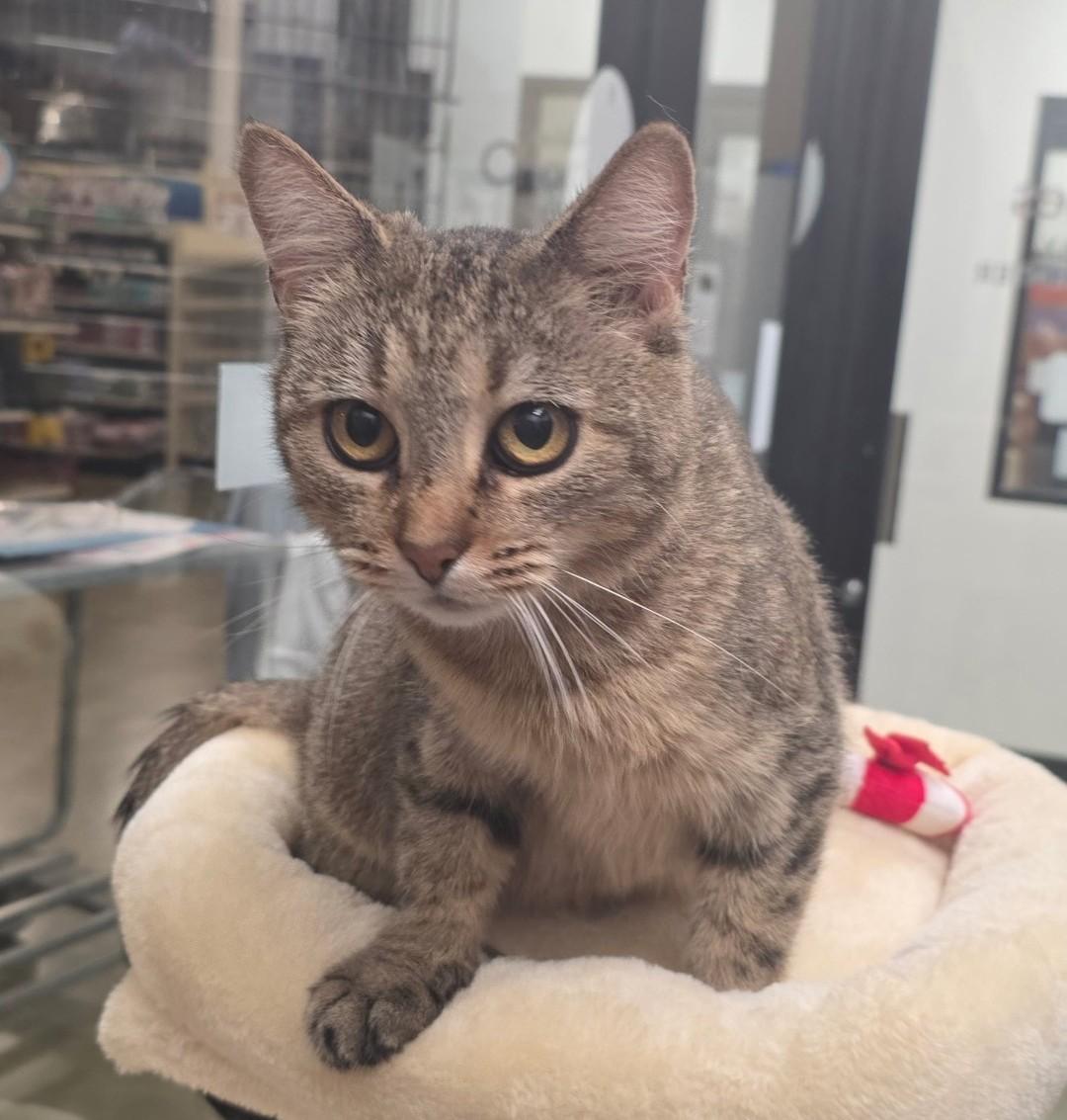 Enlarge Tea Cup needs friend, a Adoptable Domestic Short Hair in Hendersonville, TN image 1/1