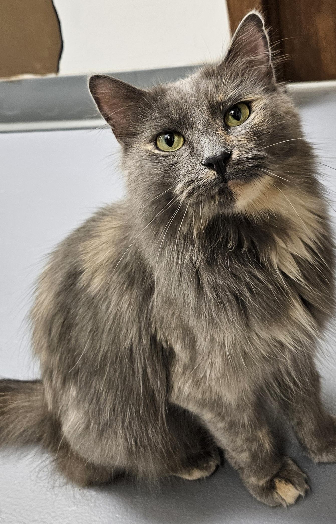 Lanai, ADOPTABLE, Adult Female Domestic Long Hair & Dilute Tortoiseshell.
