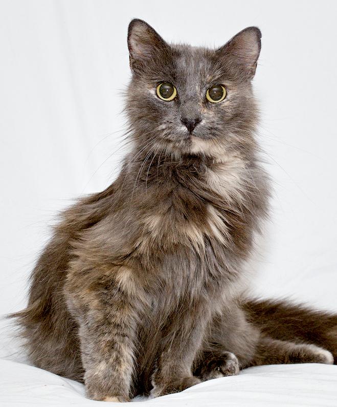 Lanai, a ADOPTABLE mixed breed in Washburn, WI image 1/3