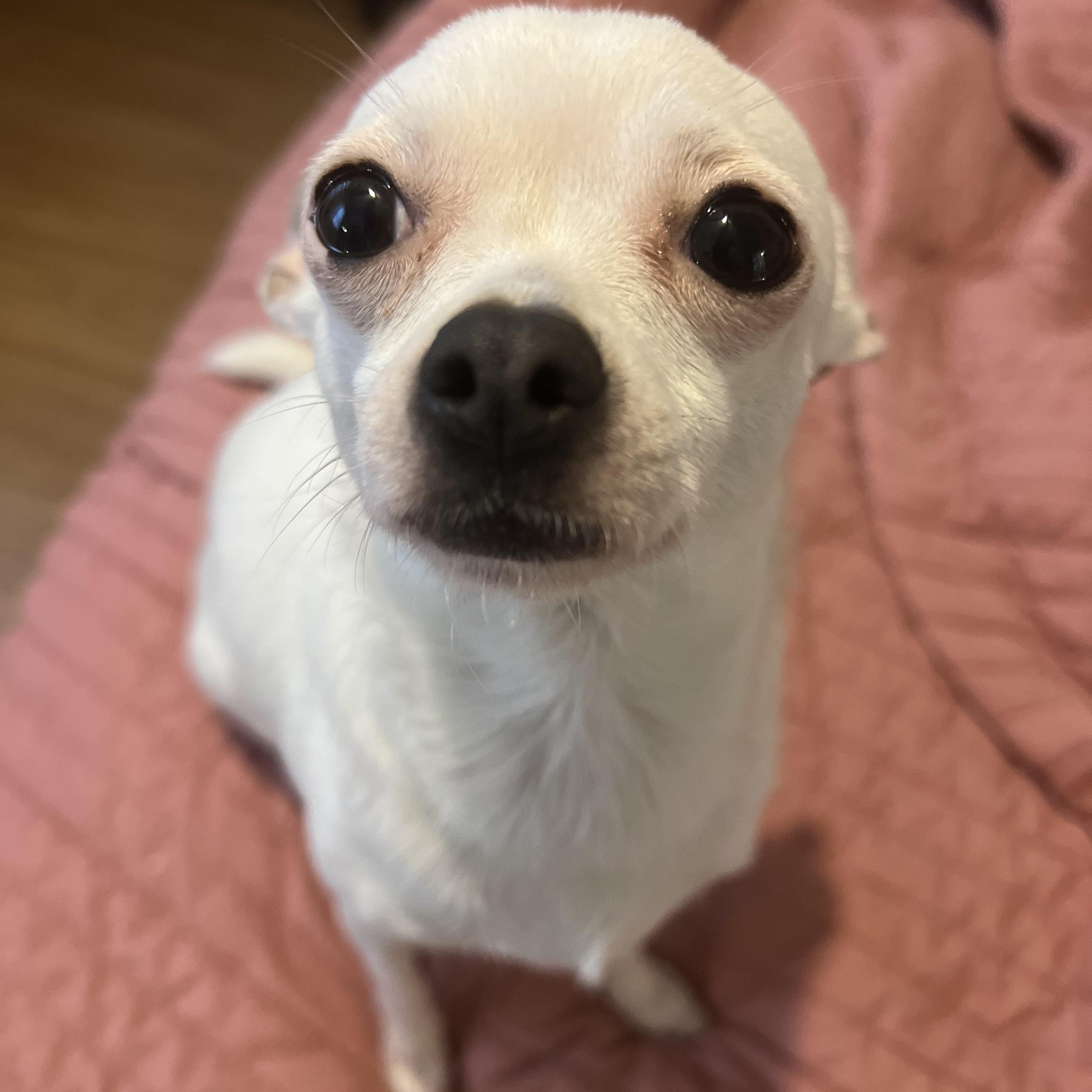 Beanie, Adopted, Adult Female Chihuahua.