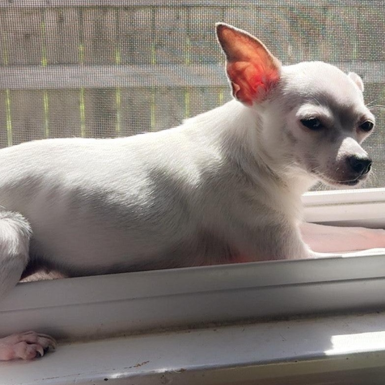 Enlarge Beanie, a Adopted Chihuahua in Glastonbury, CT image 2/3