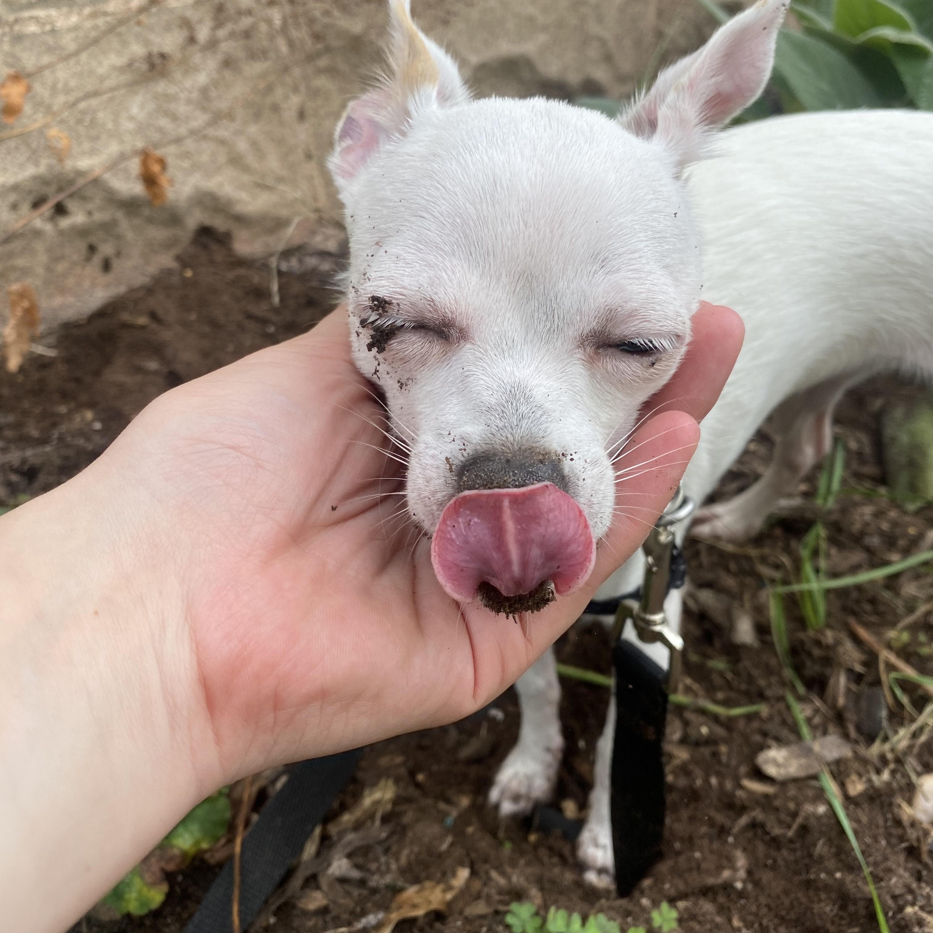Enlarge Beanie, a Adopted Chihuahua in Glastonbury, CT image 3/3