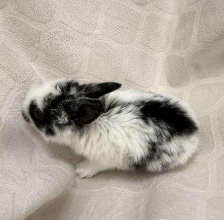 Emrus, Adoptable, Baby Male English Spot.
