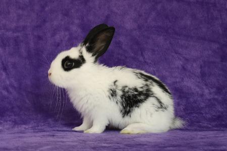 Enlarge Emrus, a Adoptable English Spot in Scotts Valley, CA image 3/5