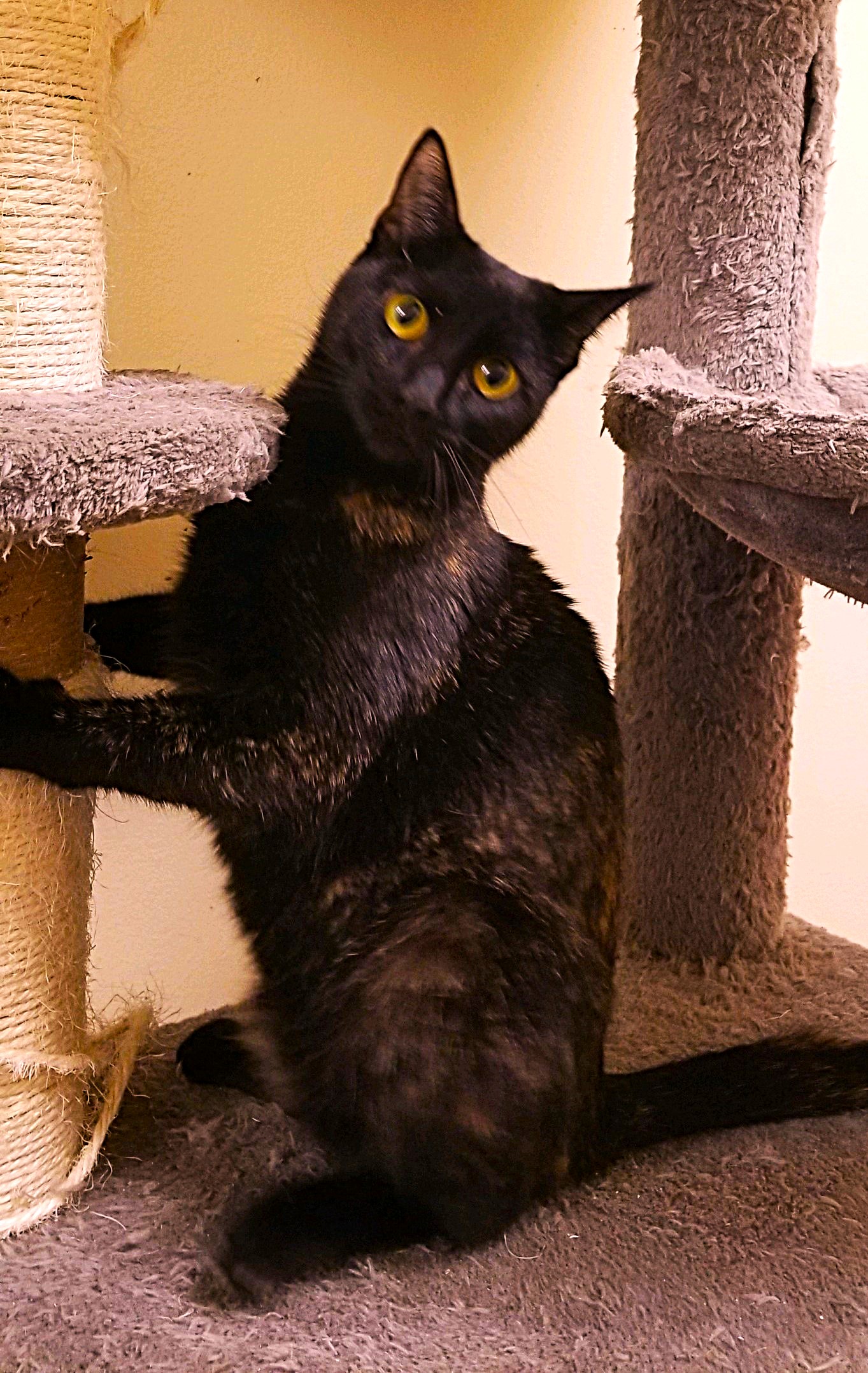 VICTORIA, a Adoptable mixed breed in Murrieta, CA image 4/6