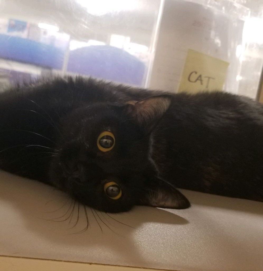 VICTORIA, a Adoptable mixed breed in Murrieta, CA image 2/6