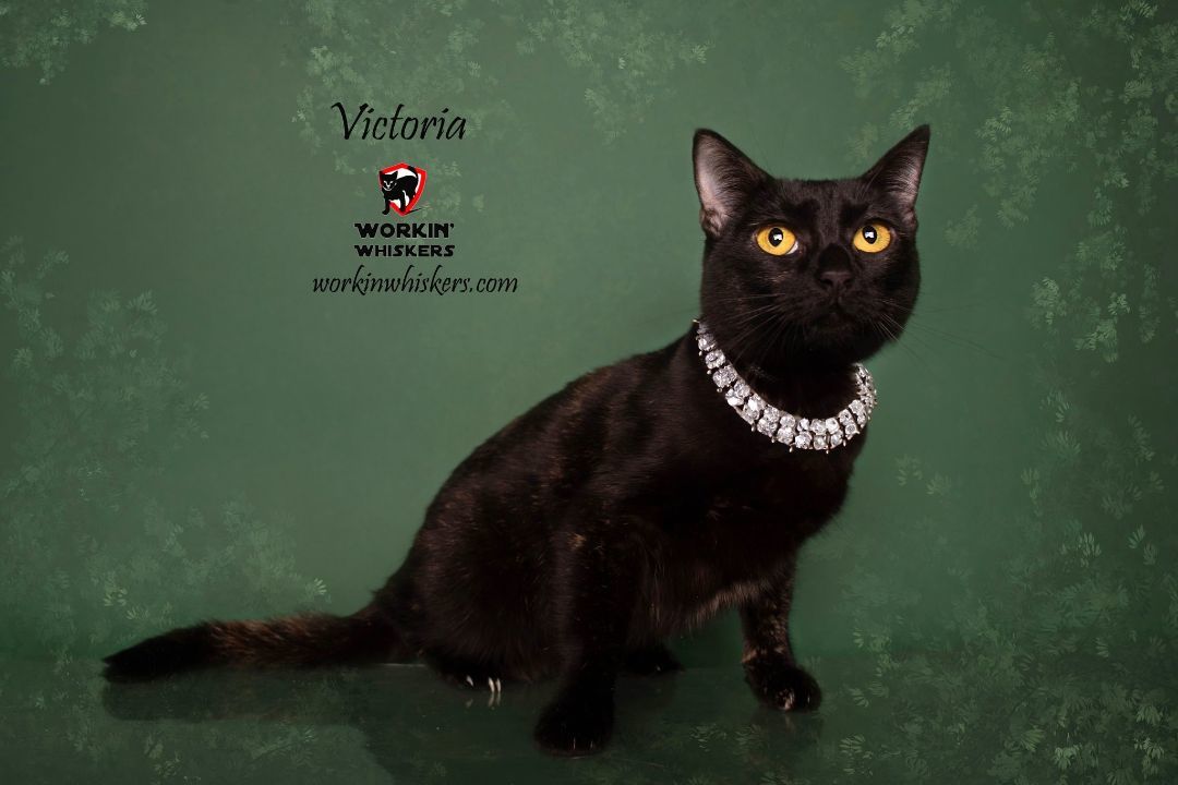 VICTORIA, a Adoptable mixed breed in Murrieta, CA image 3/6