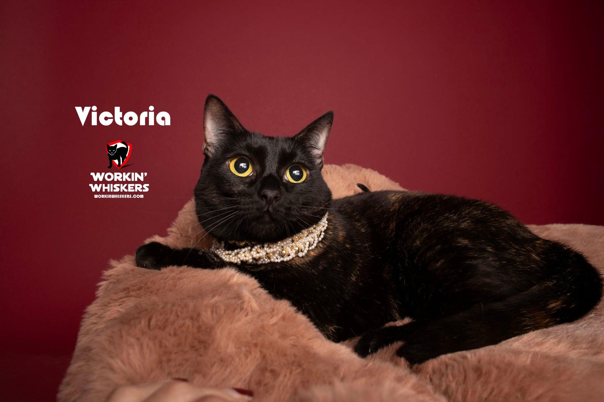 VICTORIA, a Adoptable mixed breed in Murrieta, CA image 1/6