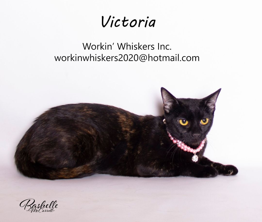 VICTORIA, a Adoptable mixed breed in Murrieta, CA image 5/6