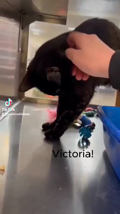 Enlarge VICTORIA, a Adoptable mixed breed in Murrieta, CA video 6/6