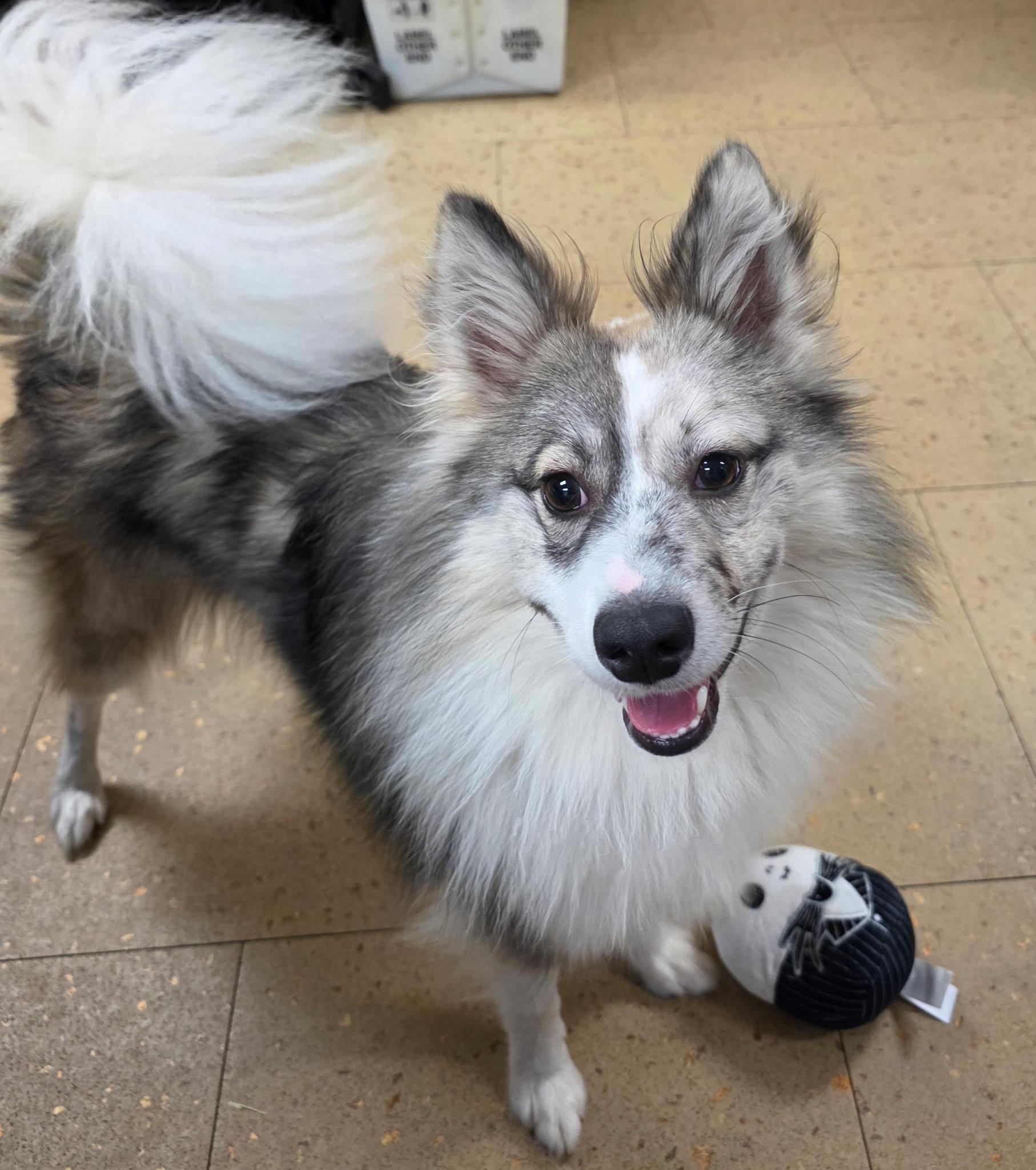 Simba, adopted, Young Male Pomeranian & Australian Shepherd.