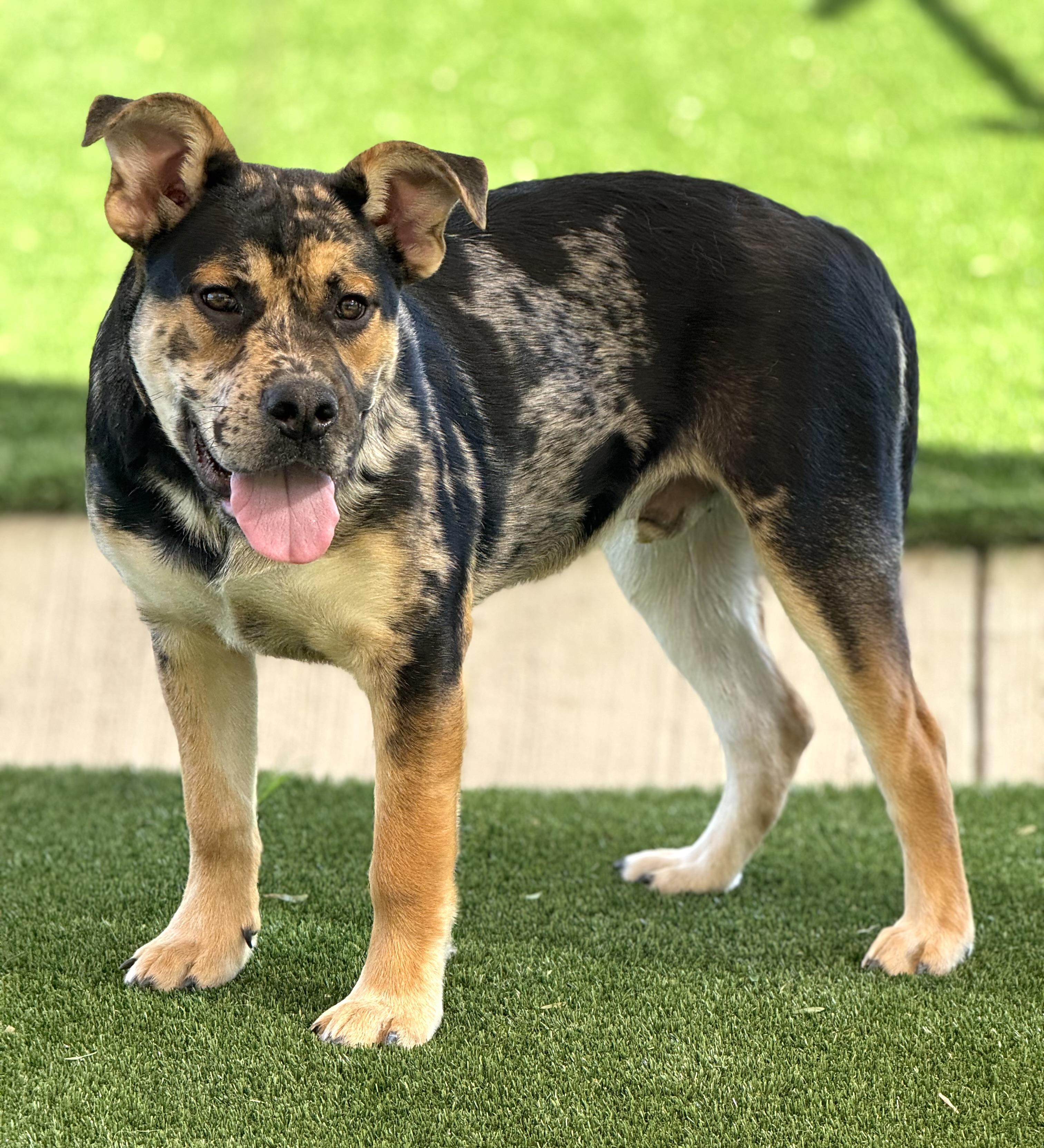 Moose, ADOPTABLE, Puppy Male Rottweiler & Catahoula Leopard Dog.