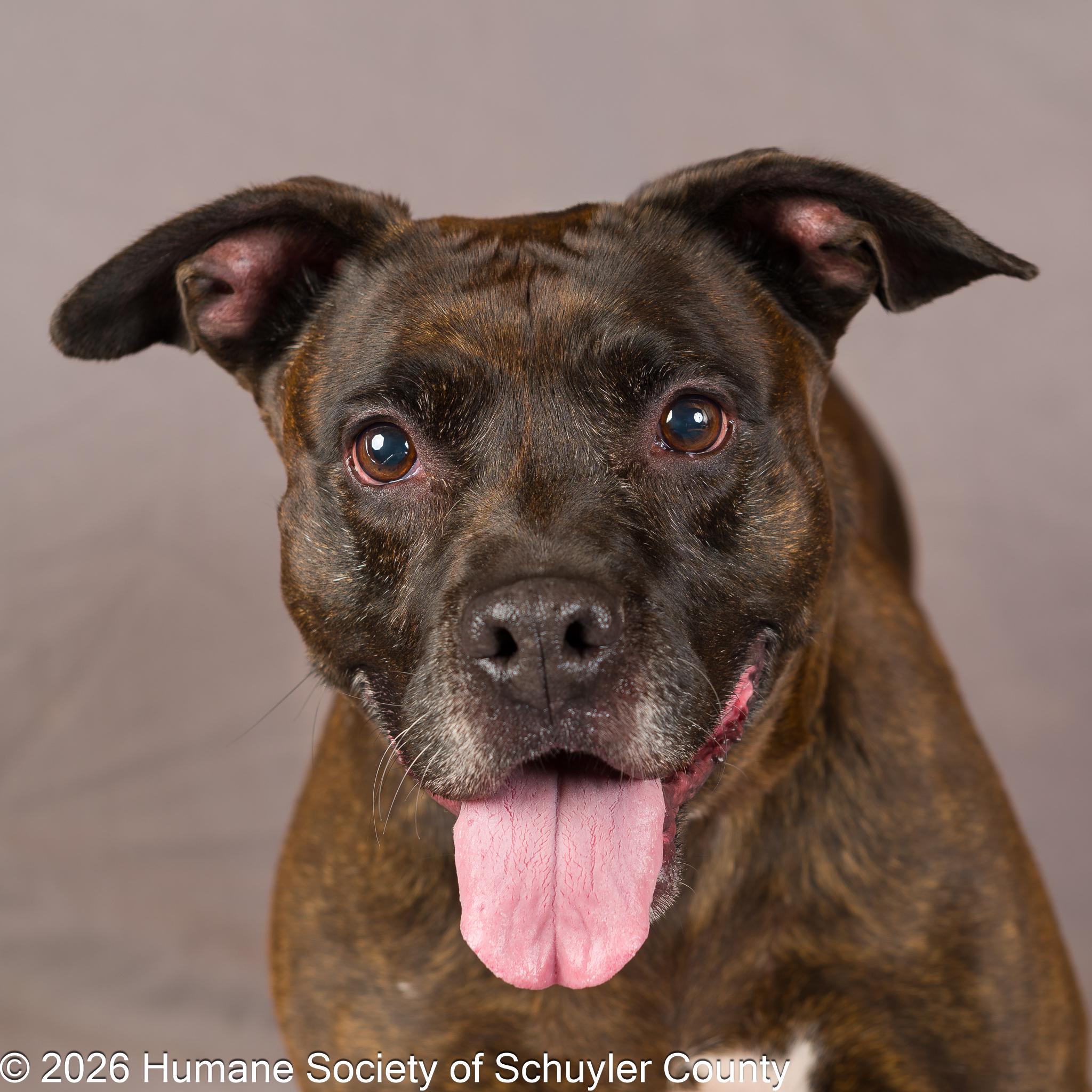 Enlarge Maisie, a ADOPTABLE mixed breed in Montour Falls, NY image 1/3