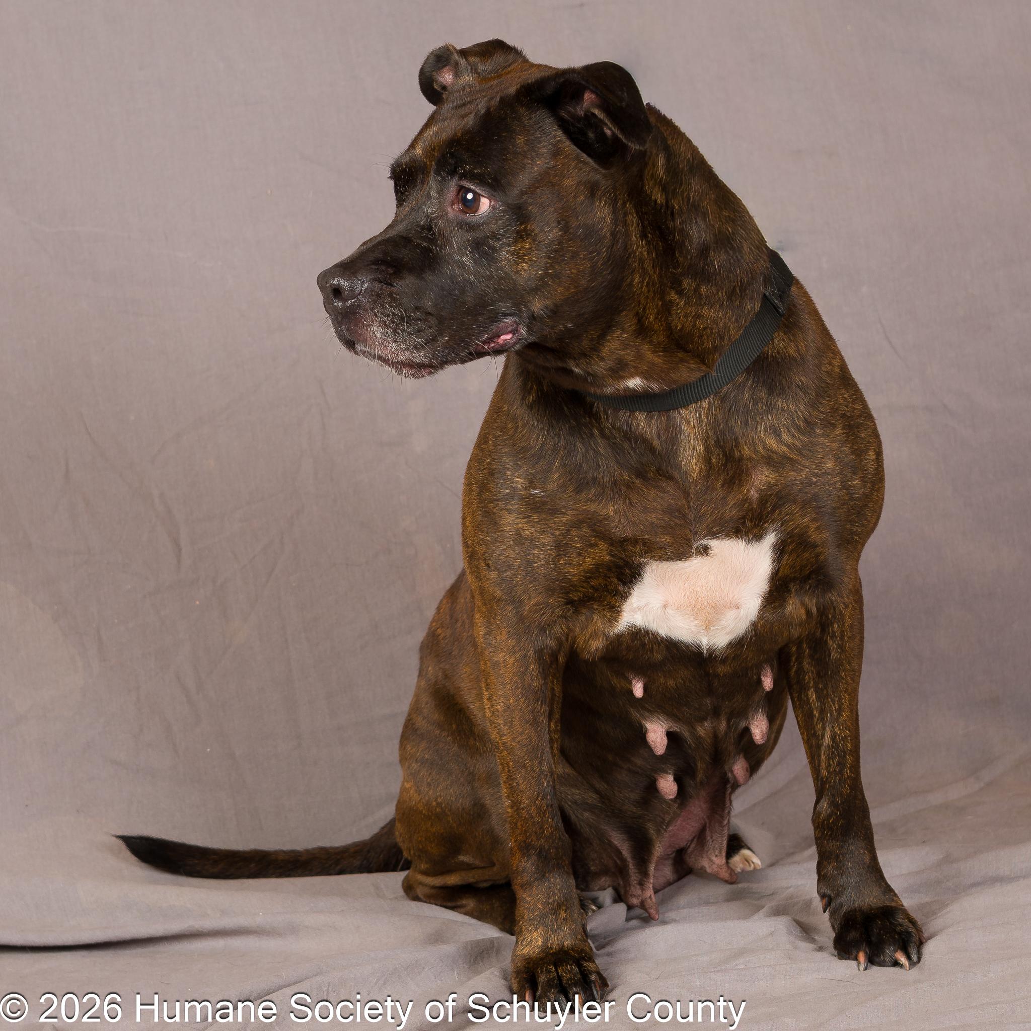 Enlarge Maisie, a ADOPTABLE mixed breed in Montour Falls, NY image 3/3