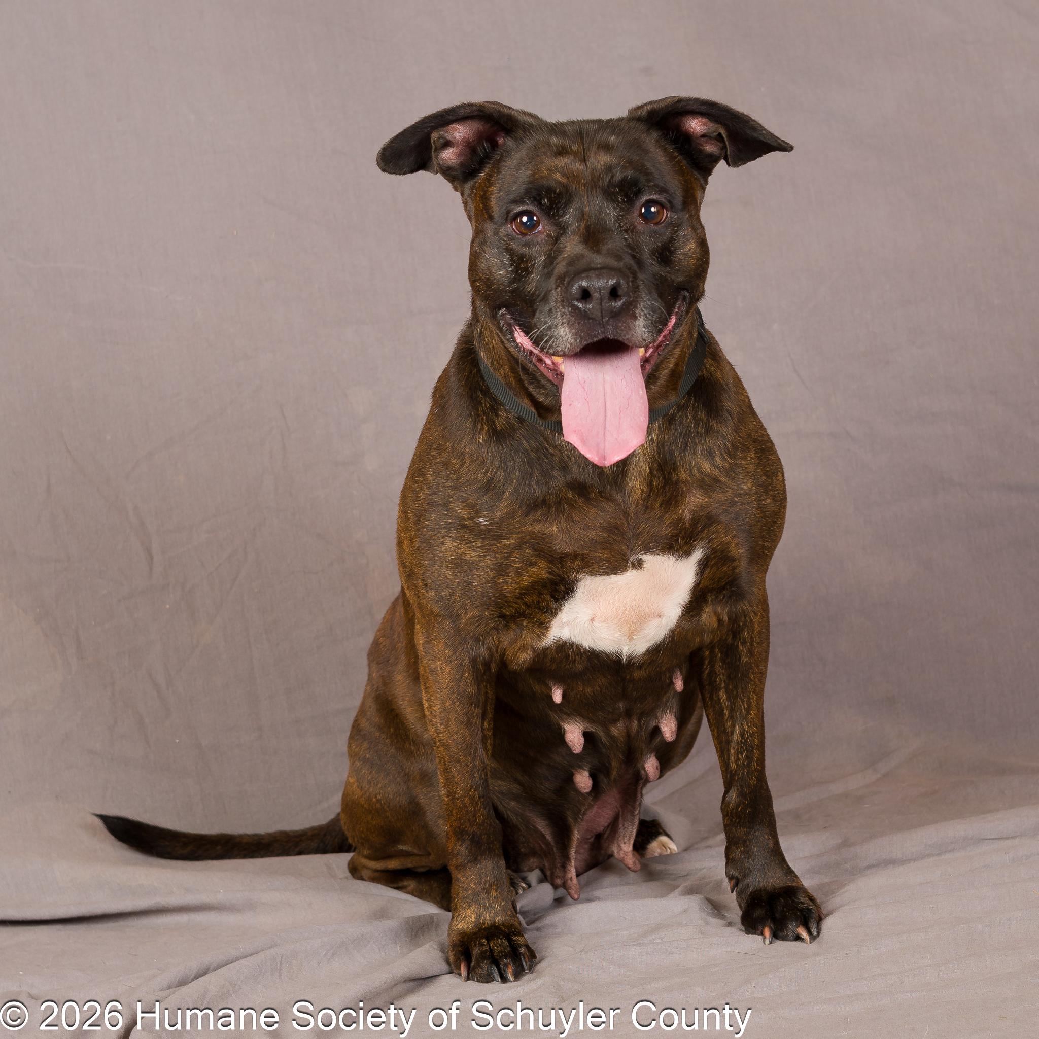 Enlarge Maisie, a ADOPTABLE mixed breed in Montour Falls, NY image 2/3