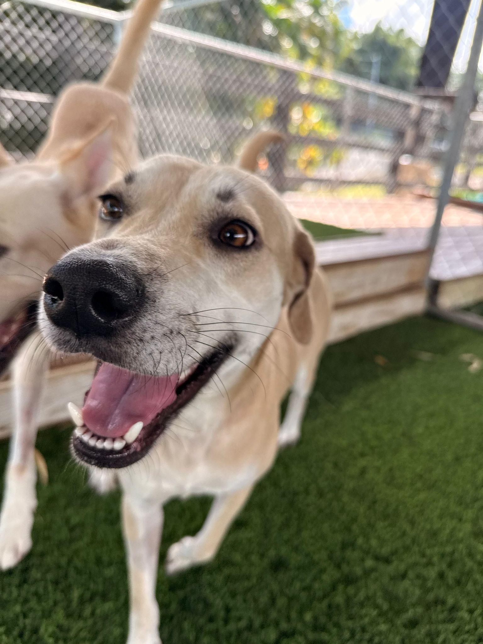 Enlarge Toffee, a ADOPTABLE mixed breed in Brooklyn, NY image 1/4