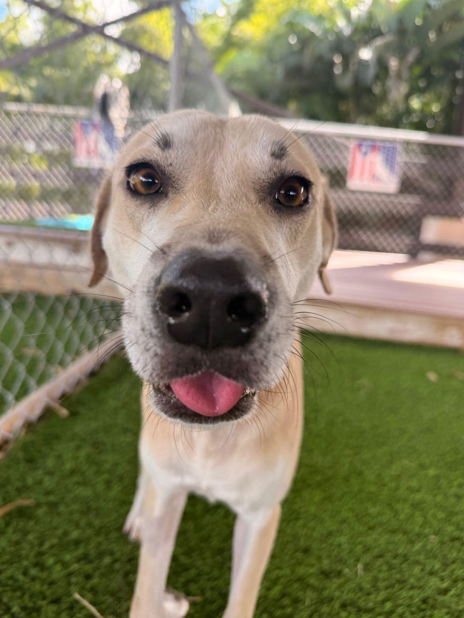 Enlarge Toffee, a ADOPTABLE mixed breed in Brooklyn, NY image 3/4