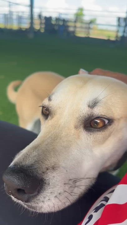 Enlarge Toffee, a ADOPTABLE mixed breed in Brooklyn, NY video 4/4