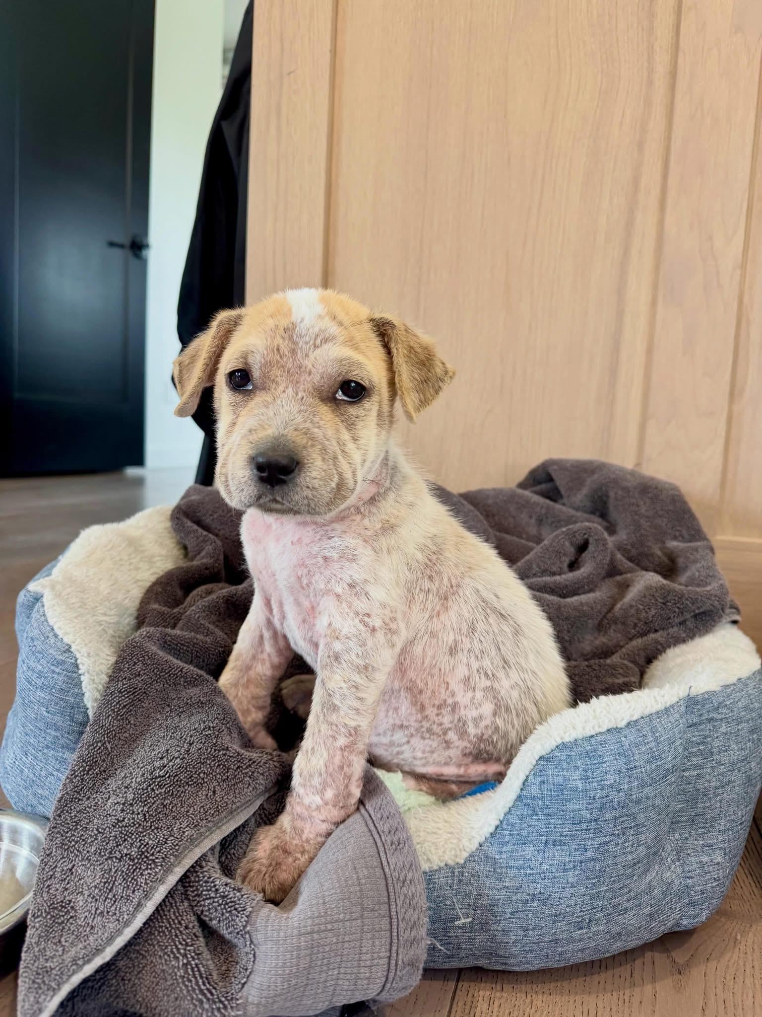 Rachel, adopted, Puppy Female Mixed Breed.
