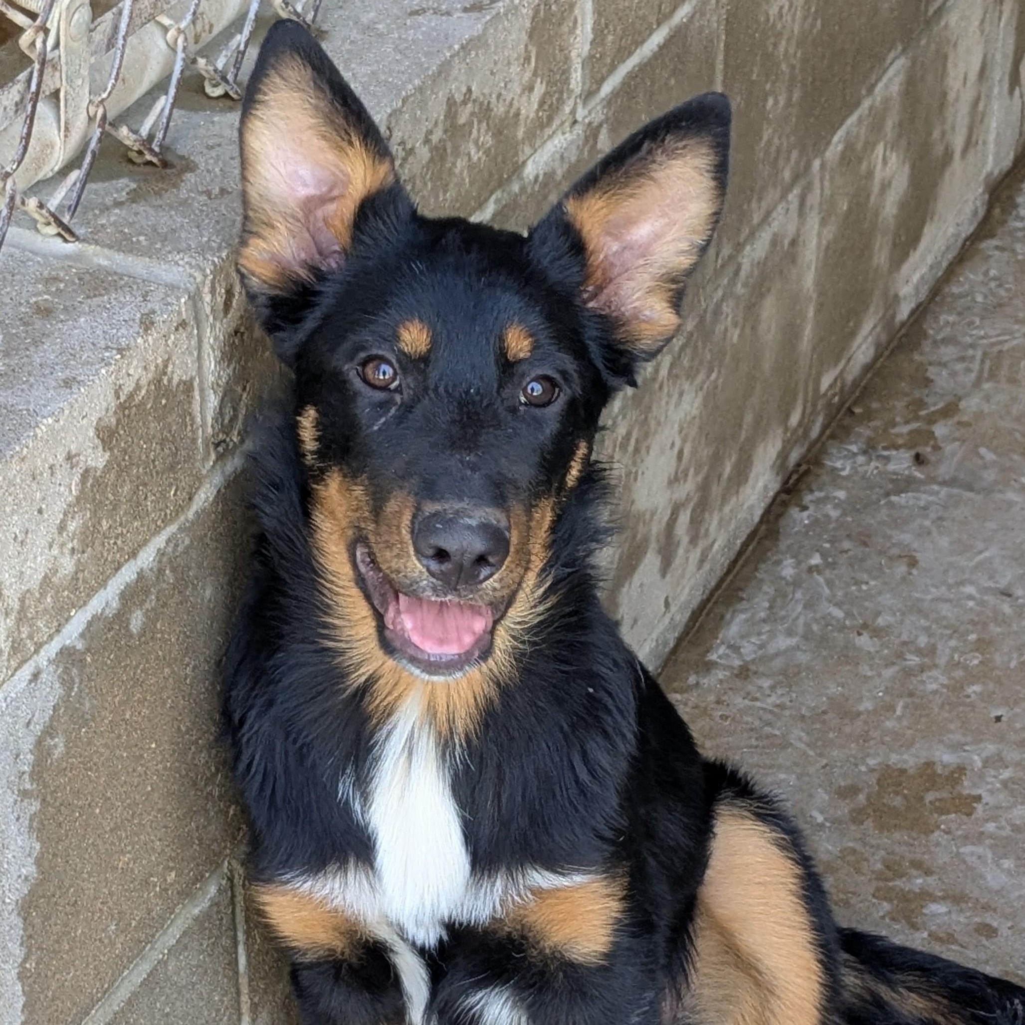 Elsa, Adopted, Puppy Female German Shepherd Dog.