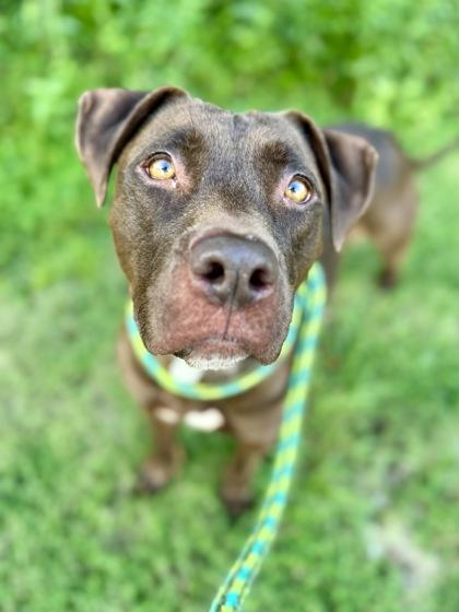 Hot Chocolate — thumbnail 2