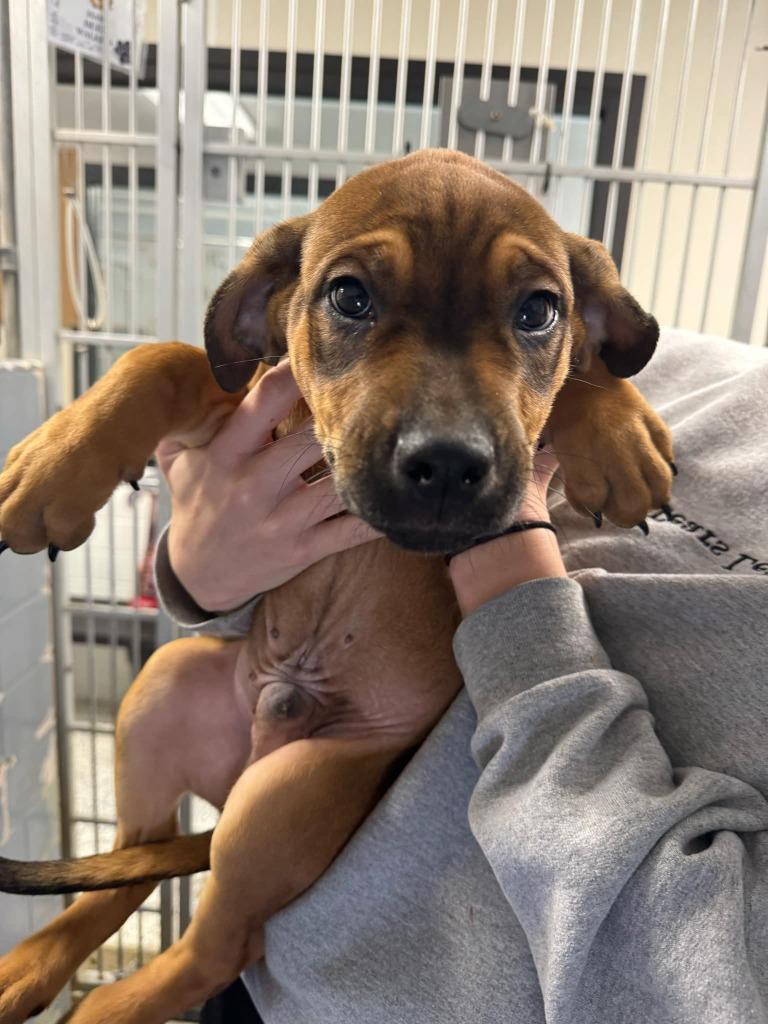 Brutus, Adoptable, Young Male Mixed Breed.