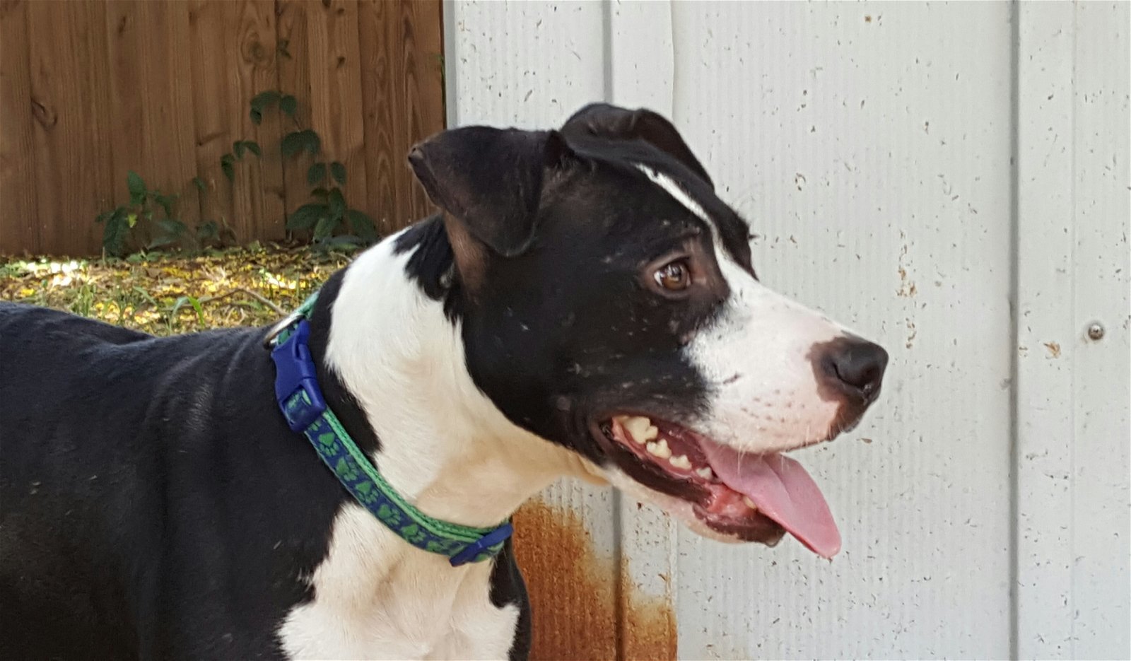 Gabrio, a Adoptable mixed breed in Ocoee, FL image 1/4