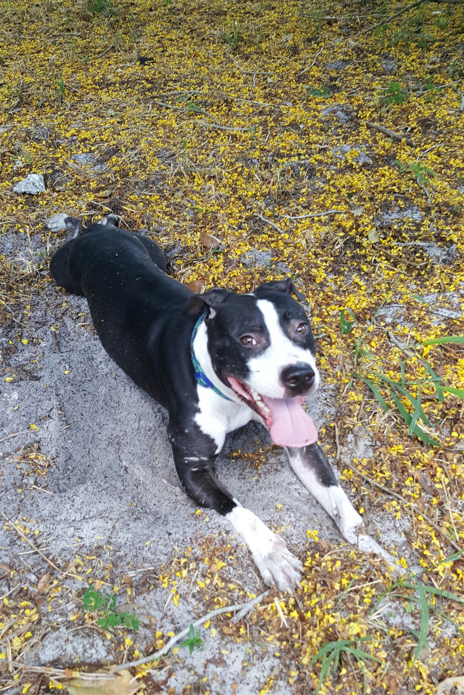 Gabrio, a Adoptable mixed breed in Ocoee, FL image 2/4