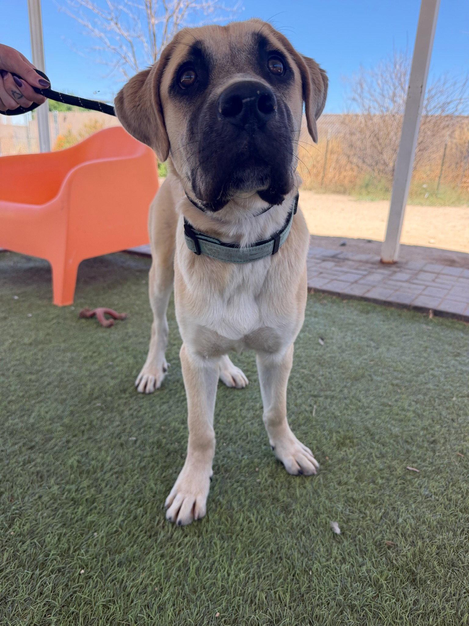 Griffith, Adoptable, Puppy Male Mastiff.