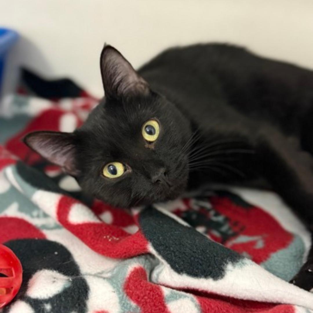 Enlarge Briar, an adopted mixed breed in Springfield, MO image 1/1