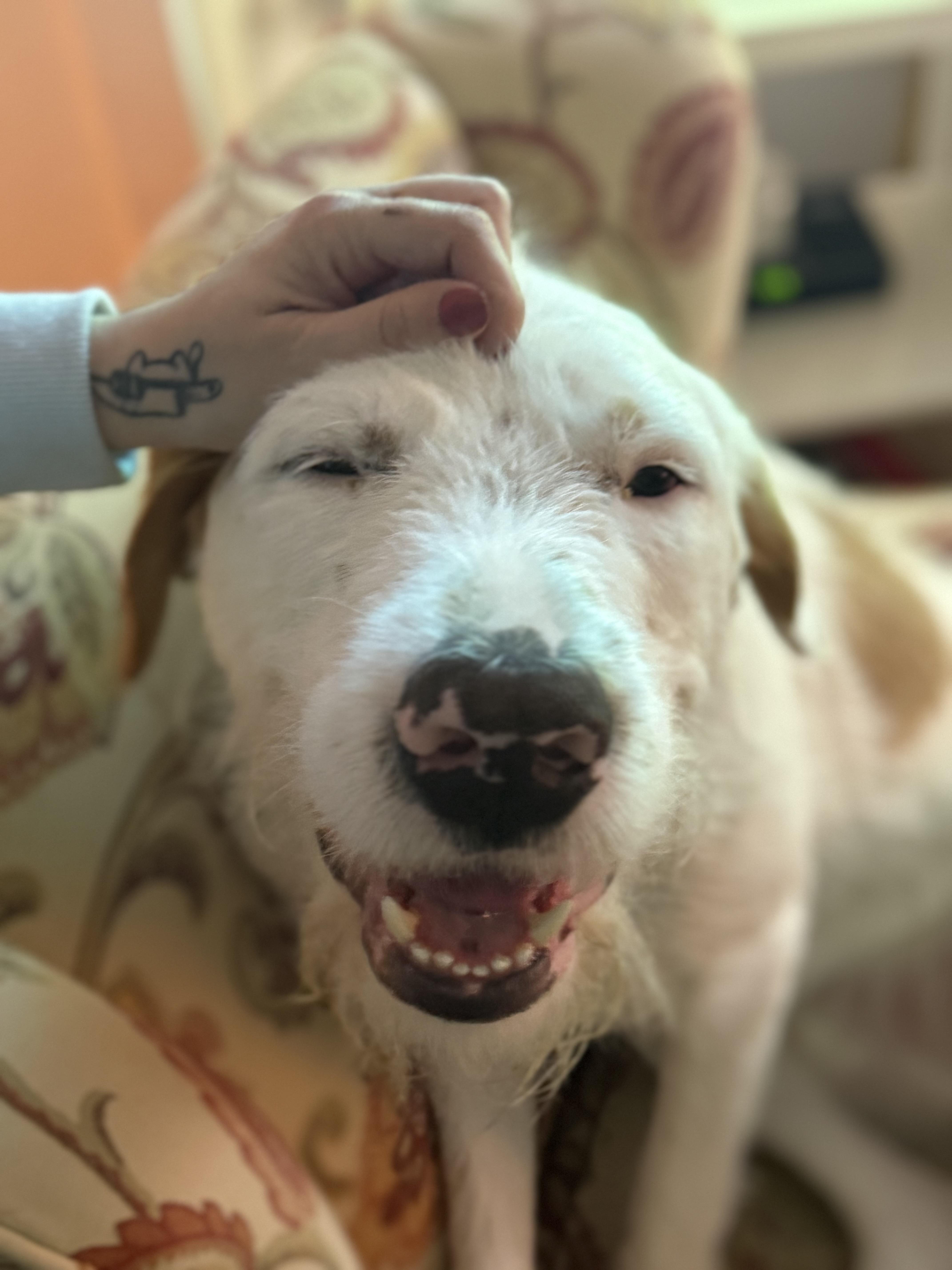 Nacho-FOSTERED IN CT!