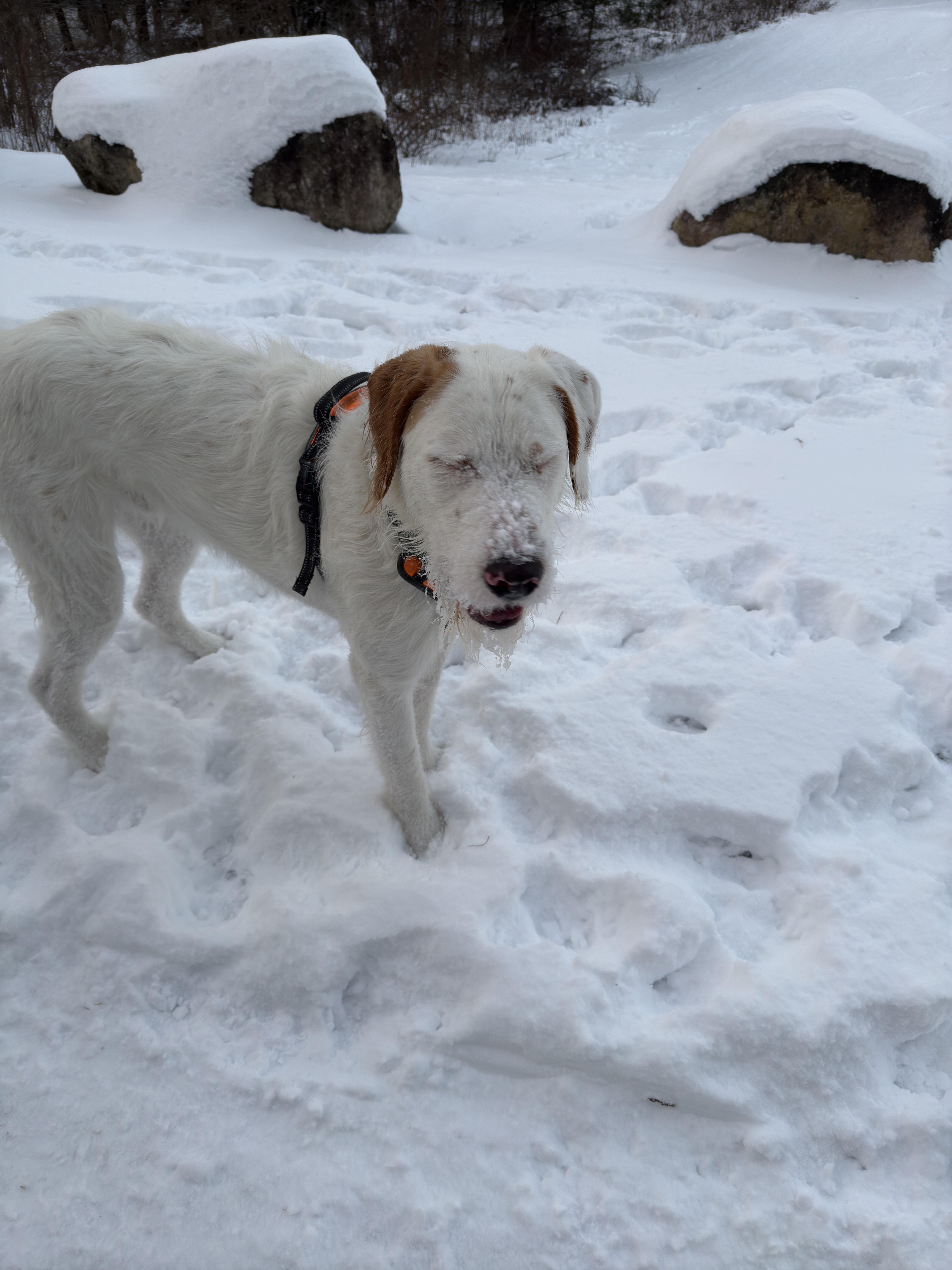 Nacho-FOSTERED IN CT! — thumbnail 3