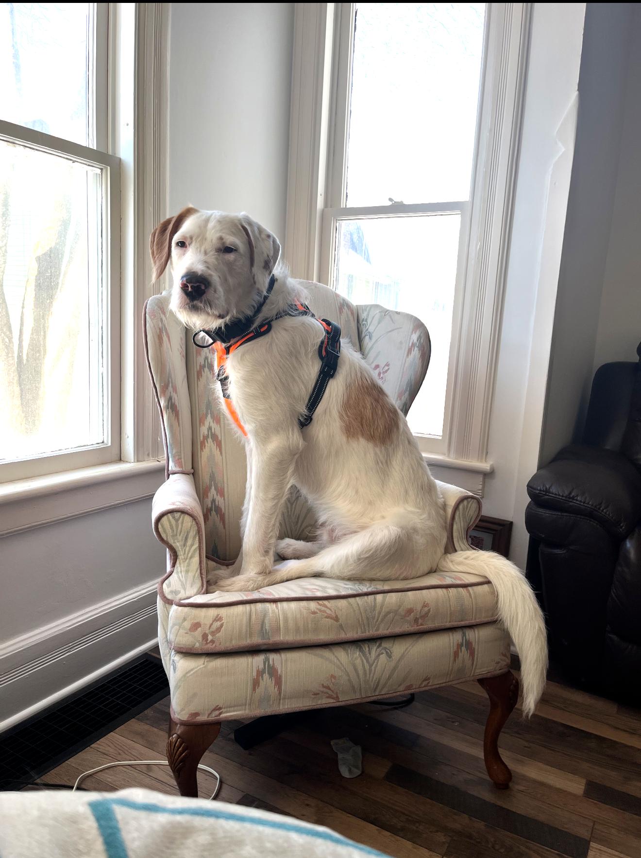 Nacho-FOSTERED IN CT! — thumbnail 4