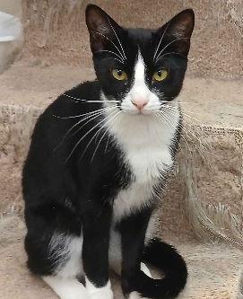 Enlarge GRUNCH, a Adoptable Domestic Short Hair in Smithtown, NY image 1/1