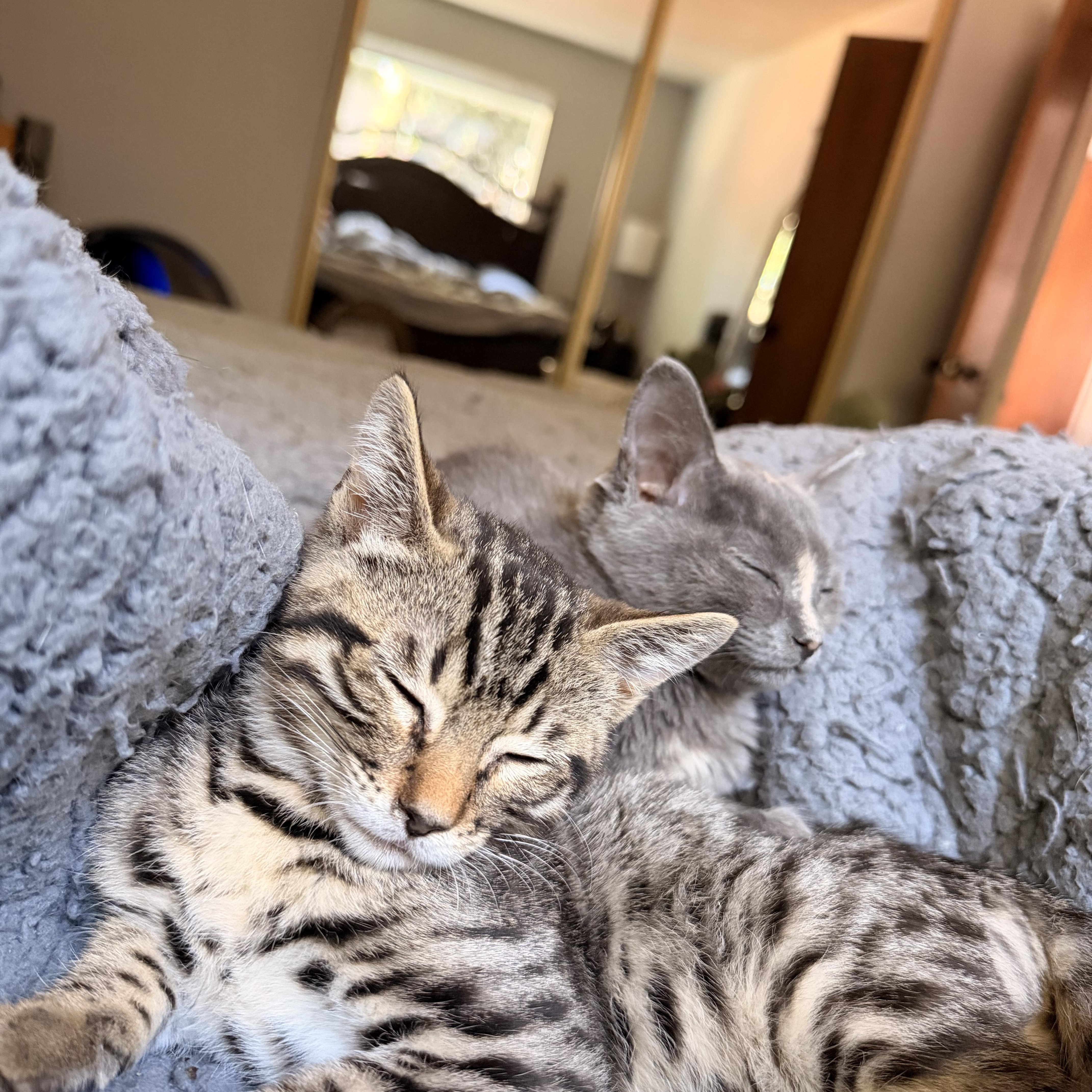Yuzu, a ADOPTABLE Domestic Short Hair in Davis, CA image 6/6