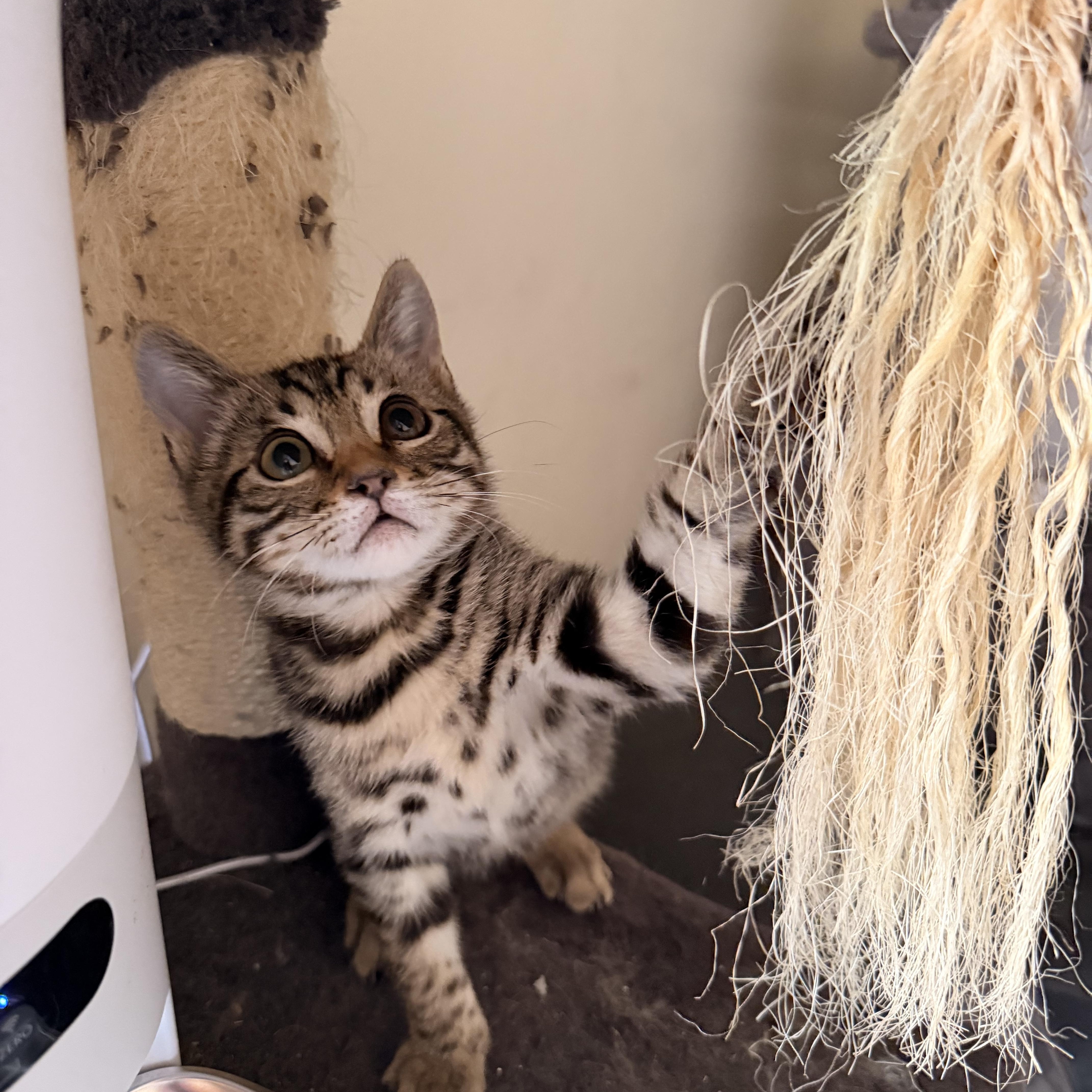 Yuzu, a ADOPTABLE Domestic Short Hair in Davis, CA image 4/6