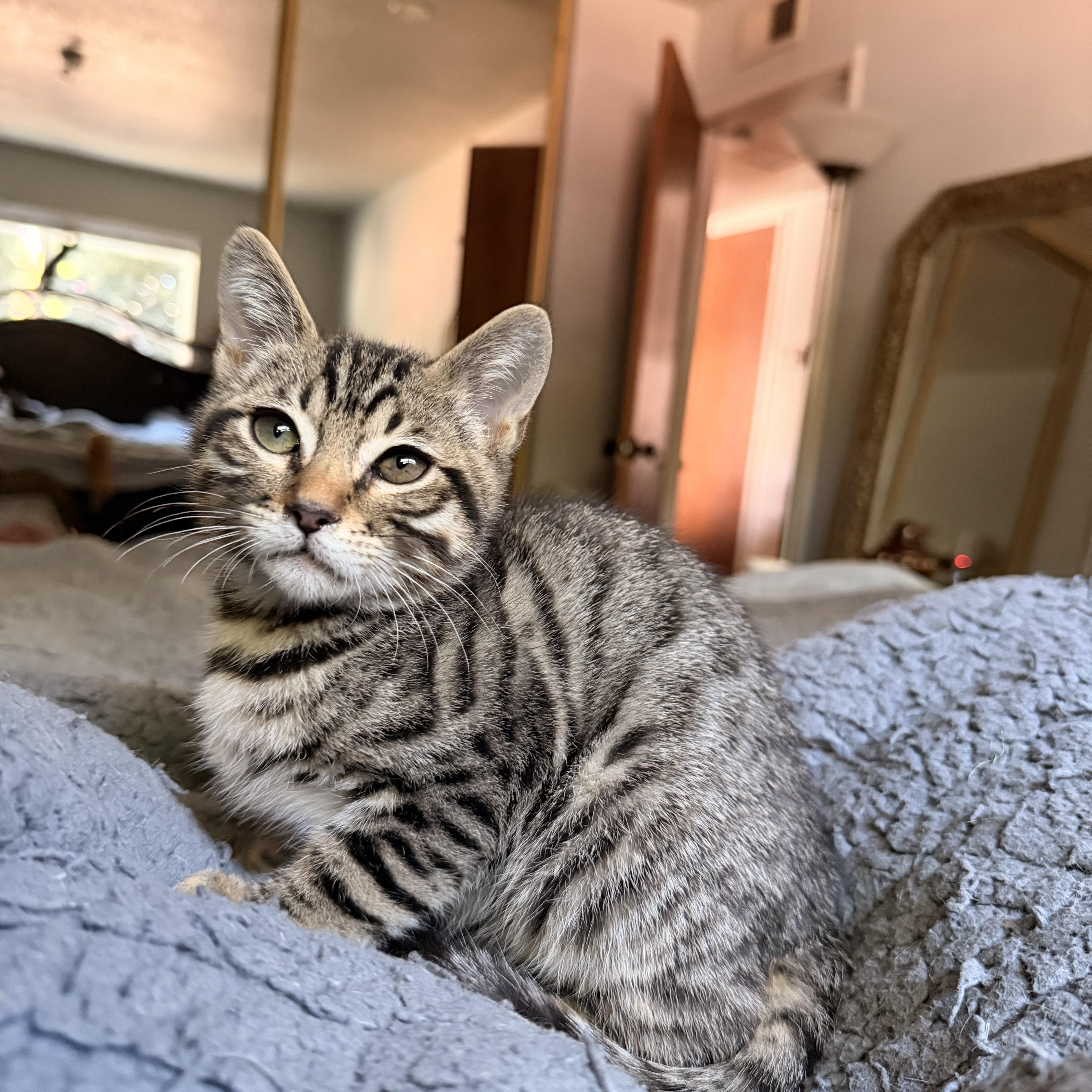 Yuzu, a ADOPTABLE Domestic Short Hair in Davis, CA image 3/6