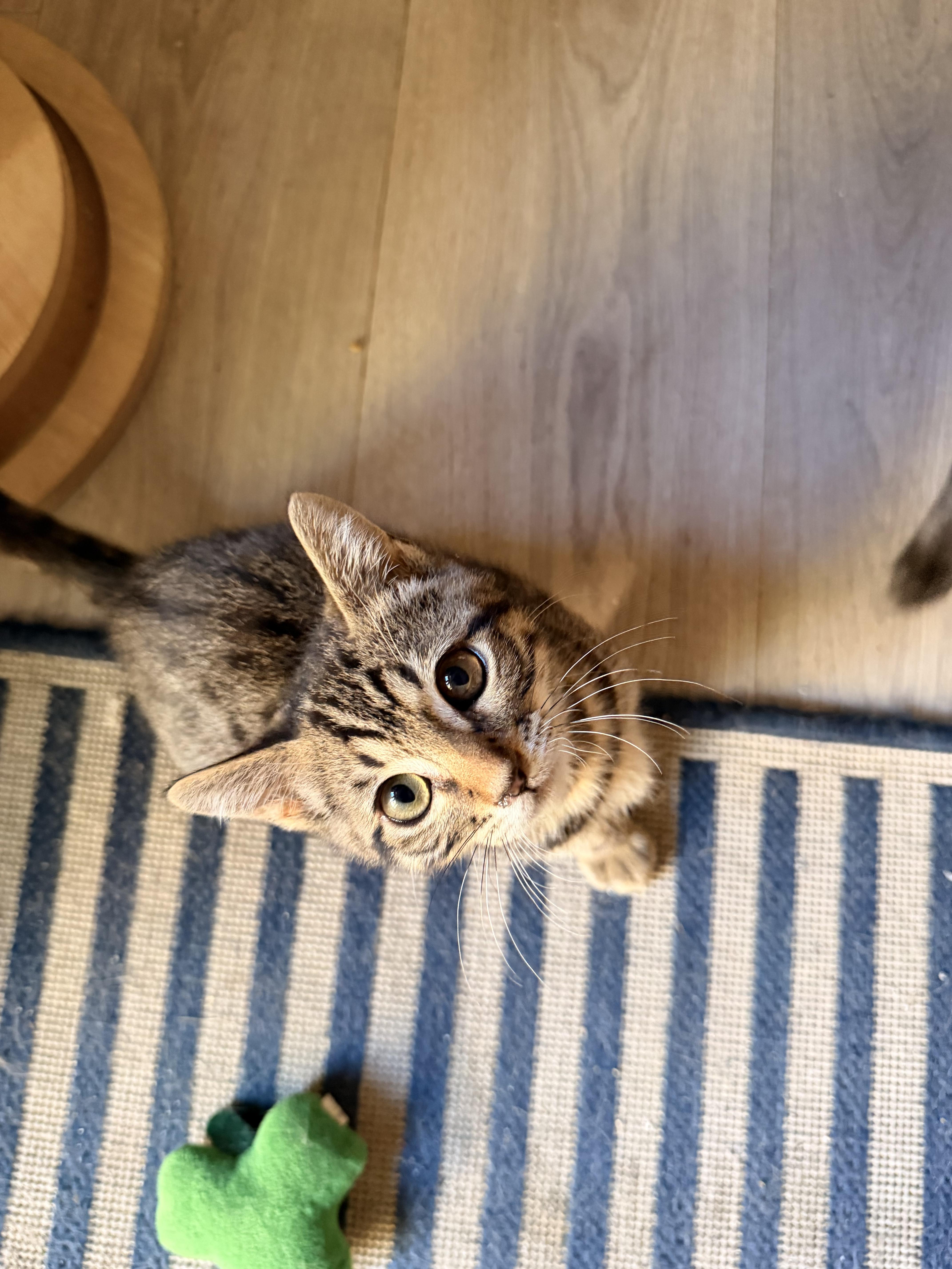 Yuzu, a ADOPTABLE Domestic Short Hair in Davis, CA image 1/6