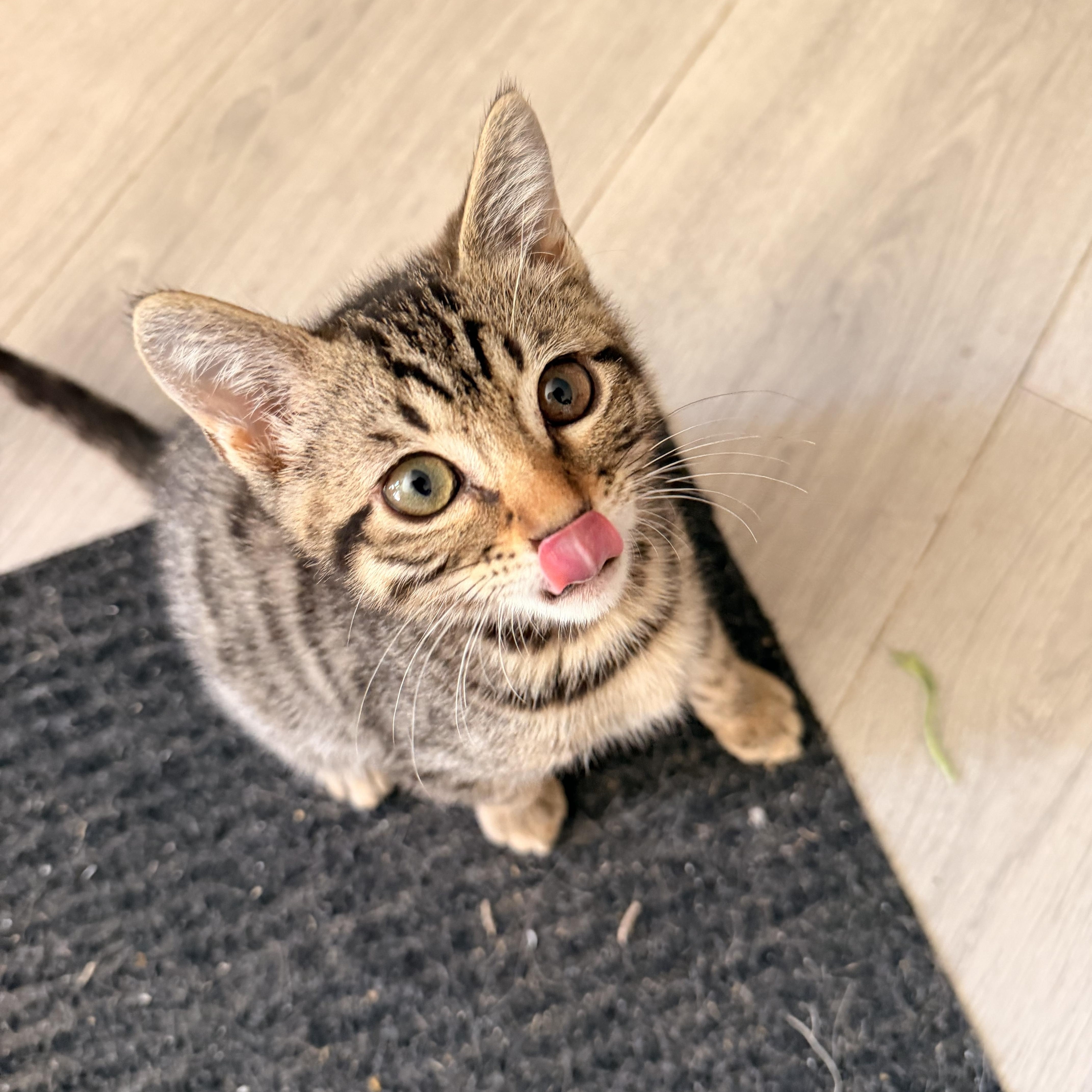 Yuzu, a ADOPTABLE Domestic Short Hair in Davis, CA image 5/6