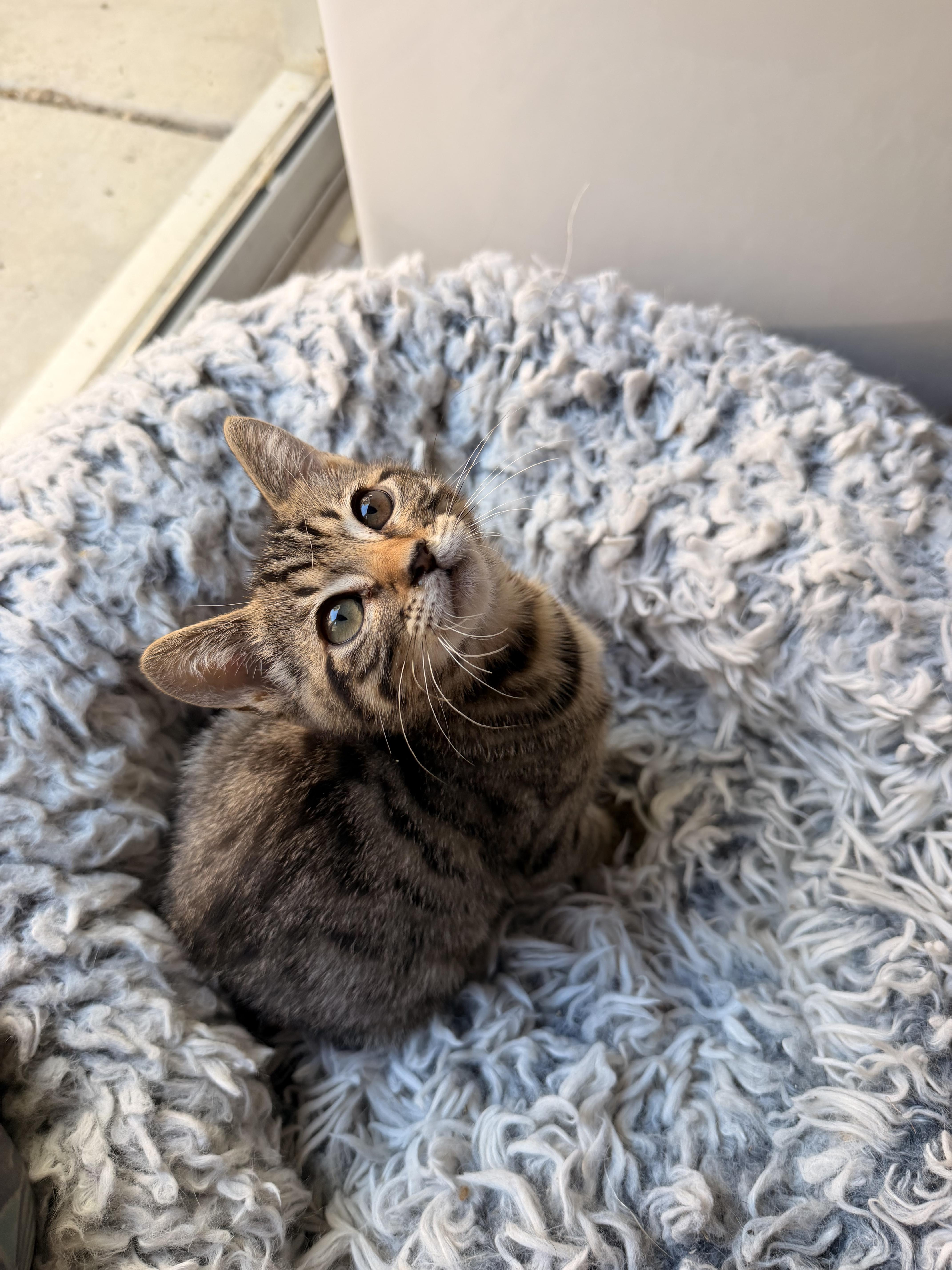 Yuzu, a ADOPTABLE Domestic Short Hair in Davis, CA image 2/6