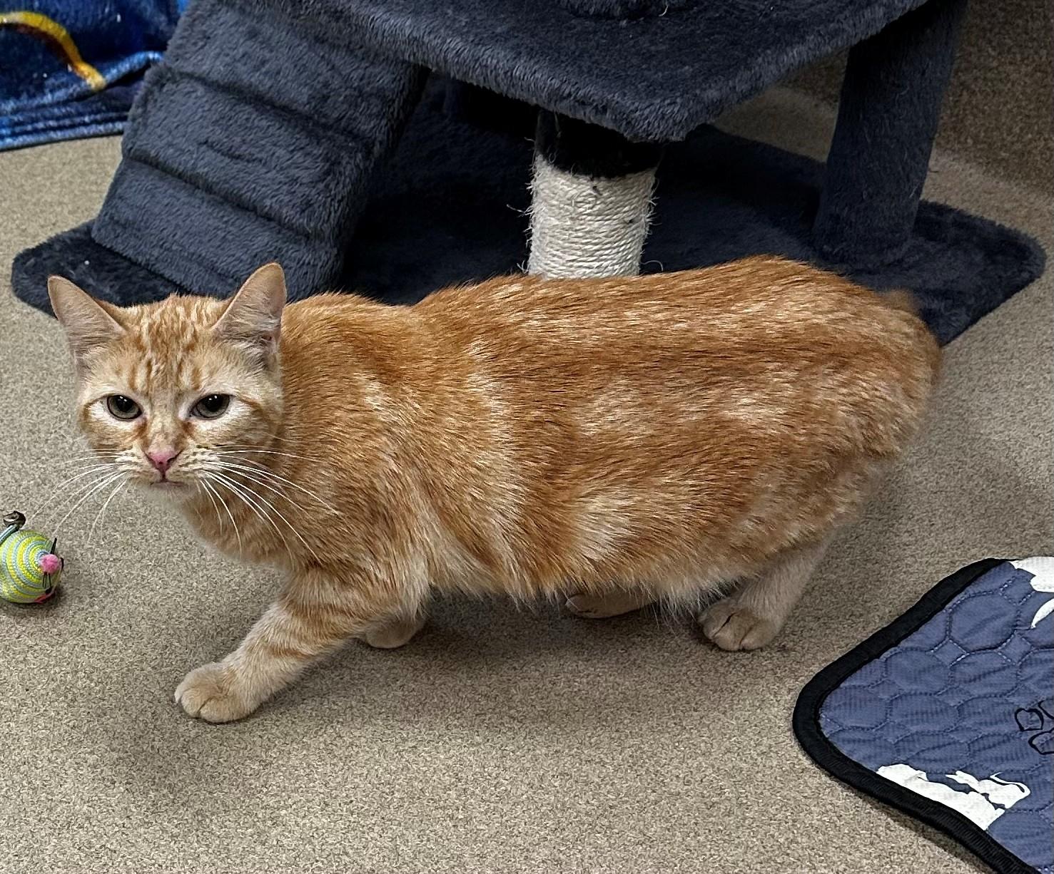 Pumpkin, adopted, Adult Female Tabby.