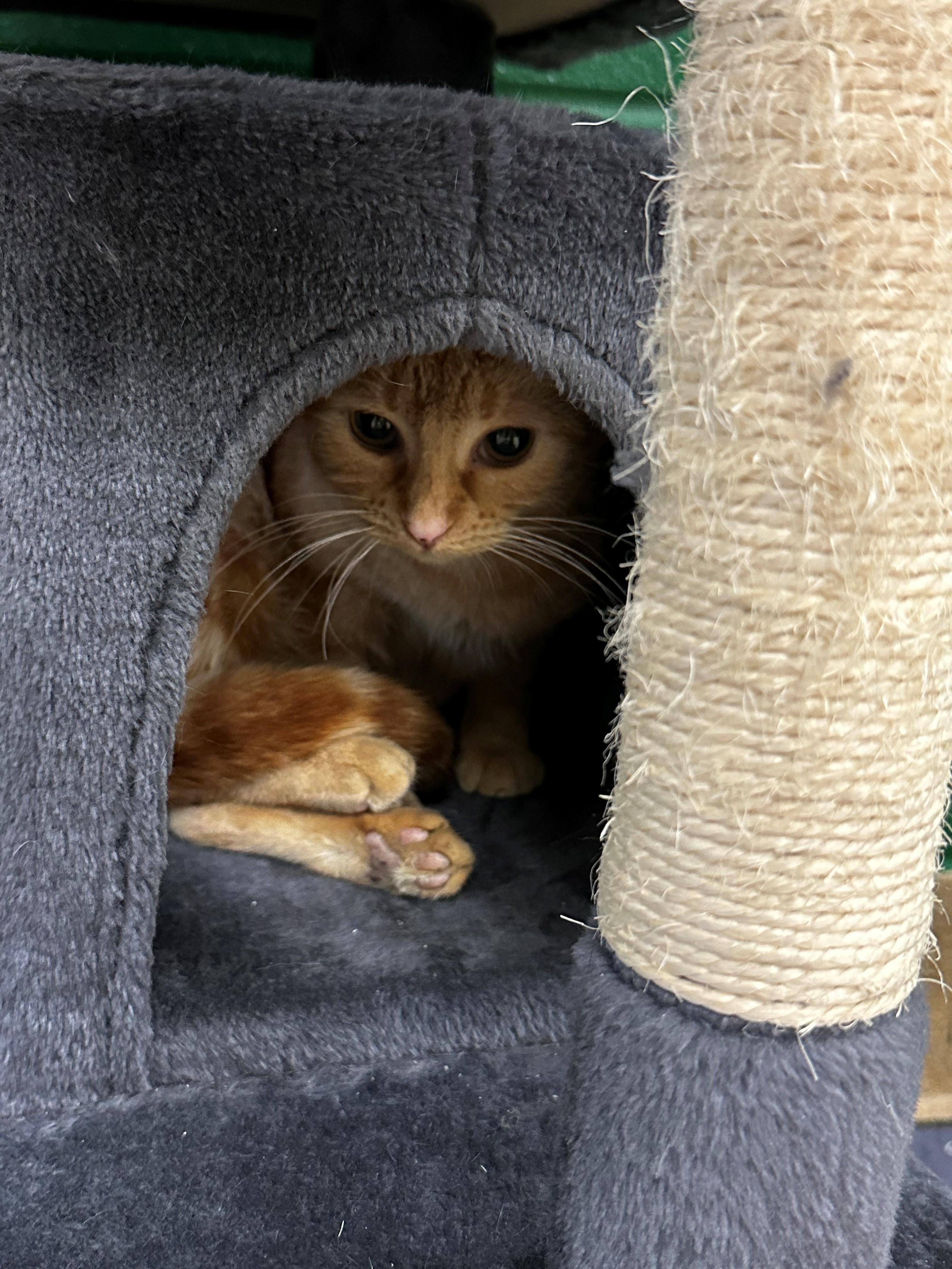 Enlarge Pumpkin, an adopted Tabby in Lake Dallas, TX image 2/3
