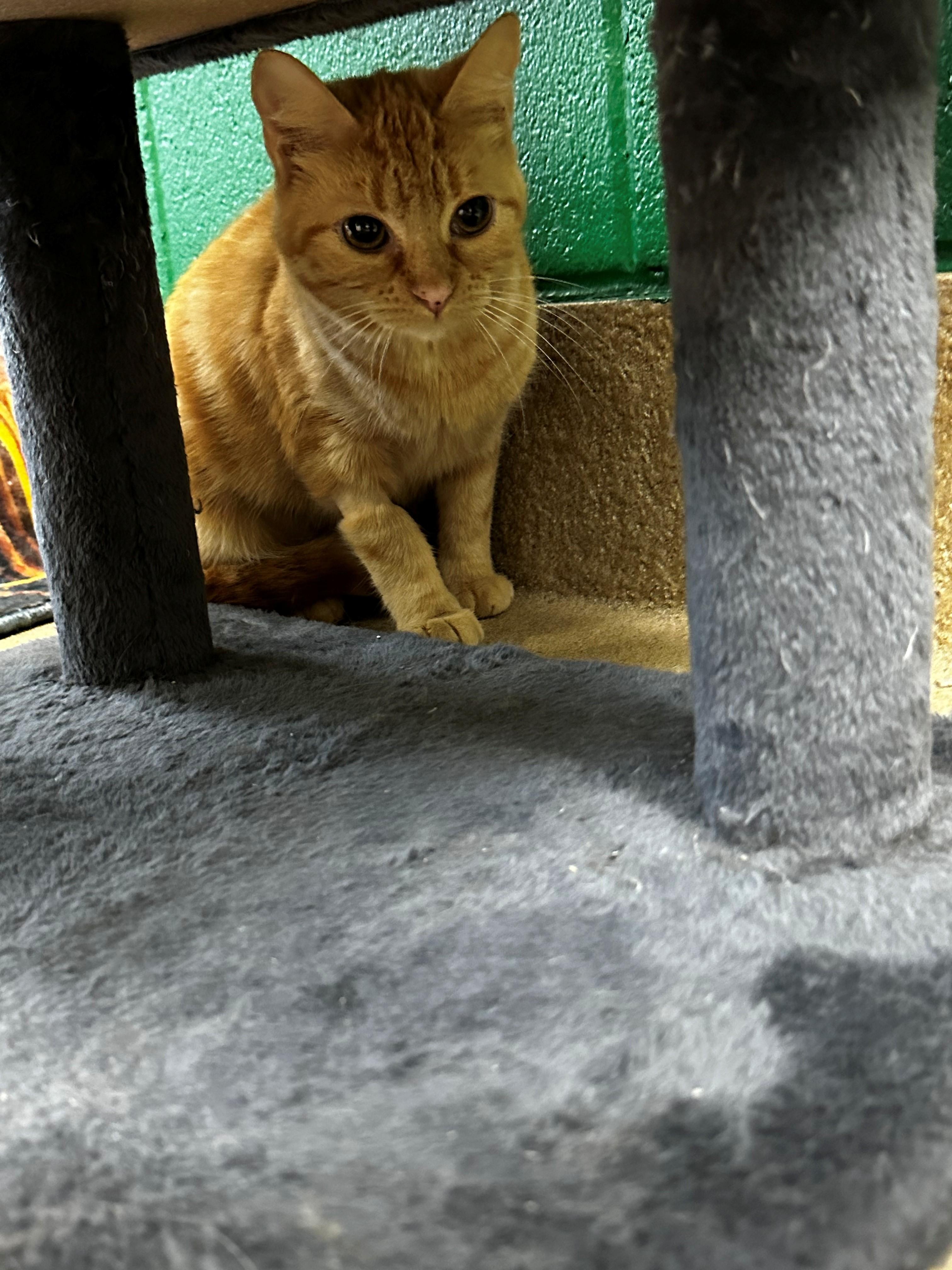 Enlarge Pumpkin, an adopted Tabby in Lake Dallas, TX image 3/3