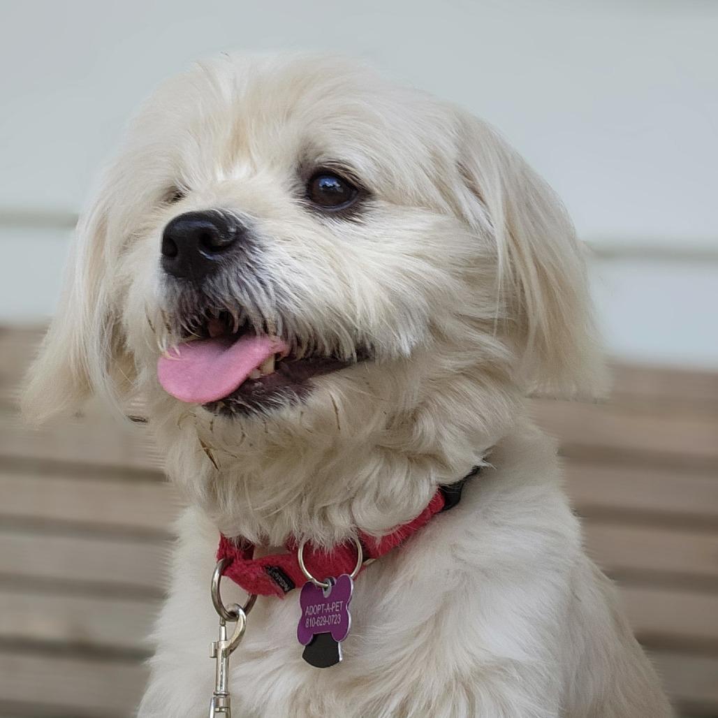 Keke, an adoptable Pekingese, Mixed Breed in Fenton, MI, 48430 | Photo Image 1