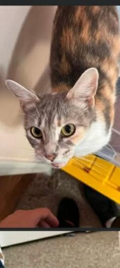DOJA, ADOPTABLE, Young Female Domestic Short Hair.