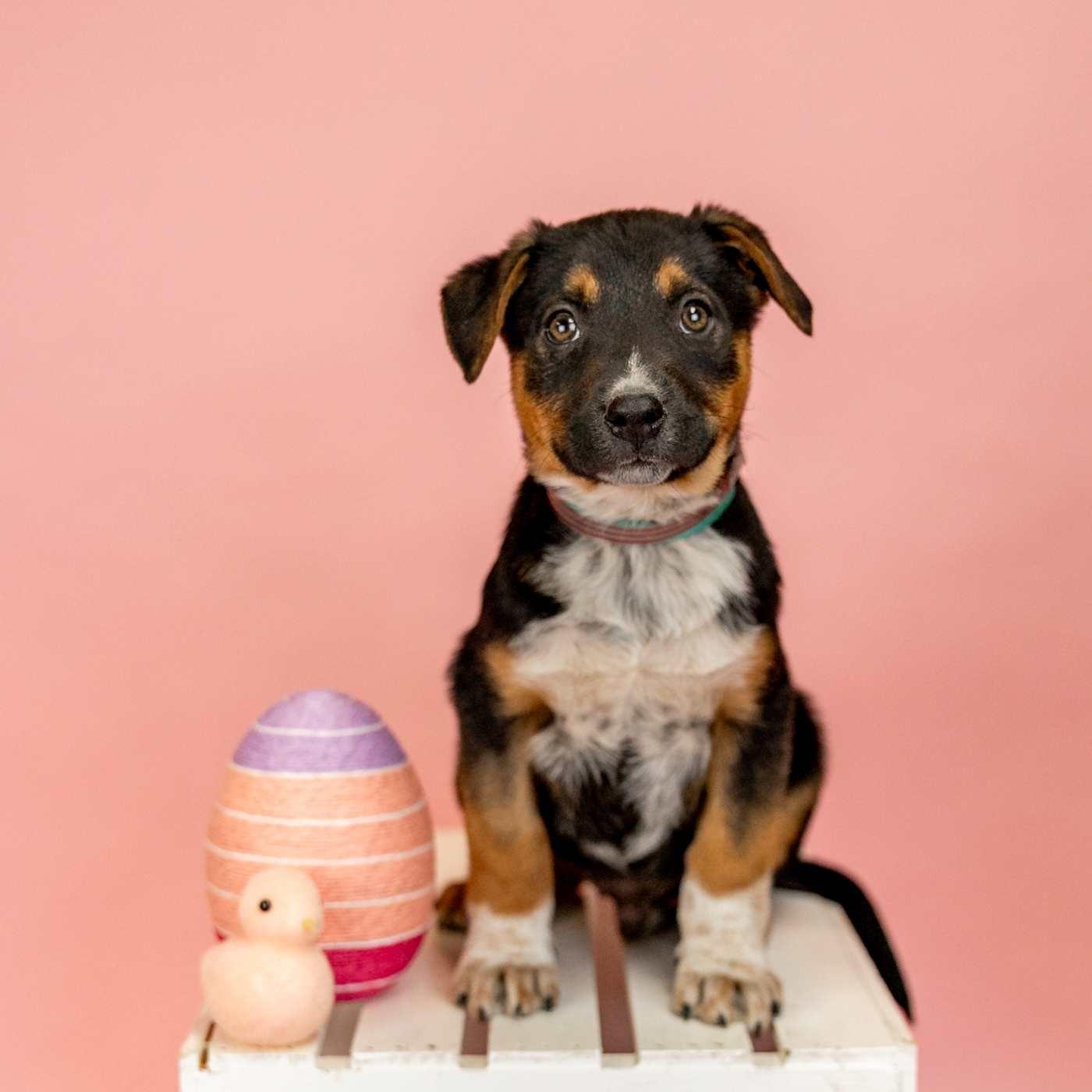 226-26, ADOPTABLE, Young Male Shepherd.