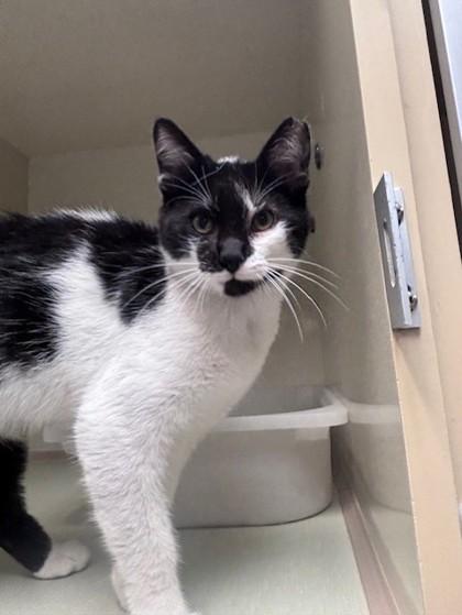 Oreo, Adoptable, Young Male Domestic Short Hair & Domestic Short Hair.