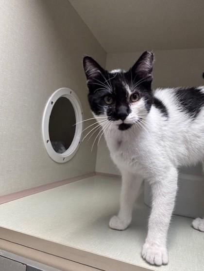 Enlarge Oreo, a Adoptable mixed breed in Violet, LA image 2/2